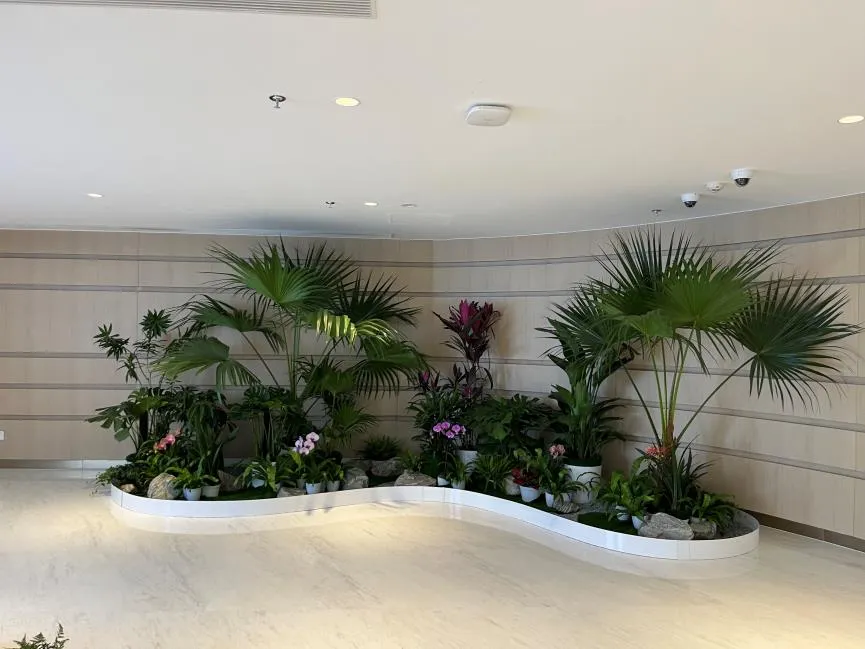 深挖宁波花木出租价格，让你的租赁不踩坑